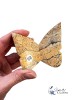 Jaspe maligano | Papillon 3D