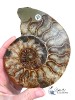 Ammonite