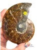 Ammonite | Fossile