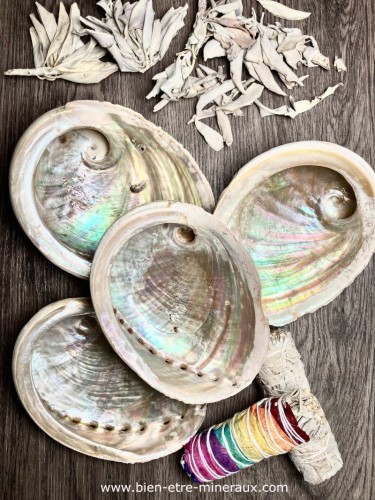 Coquille abalone corrugata naturelle pour fumigation